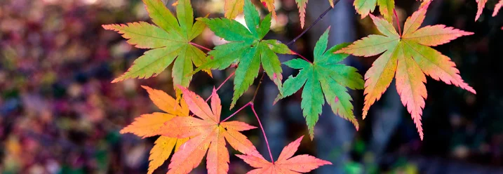 Bunte Ahornblätter im Herbst
